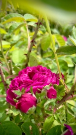 Sirop de rose de Damas
